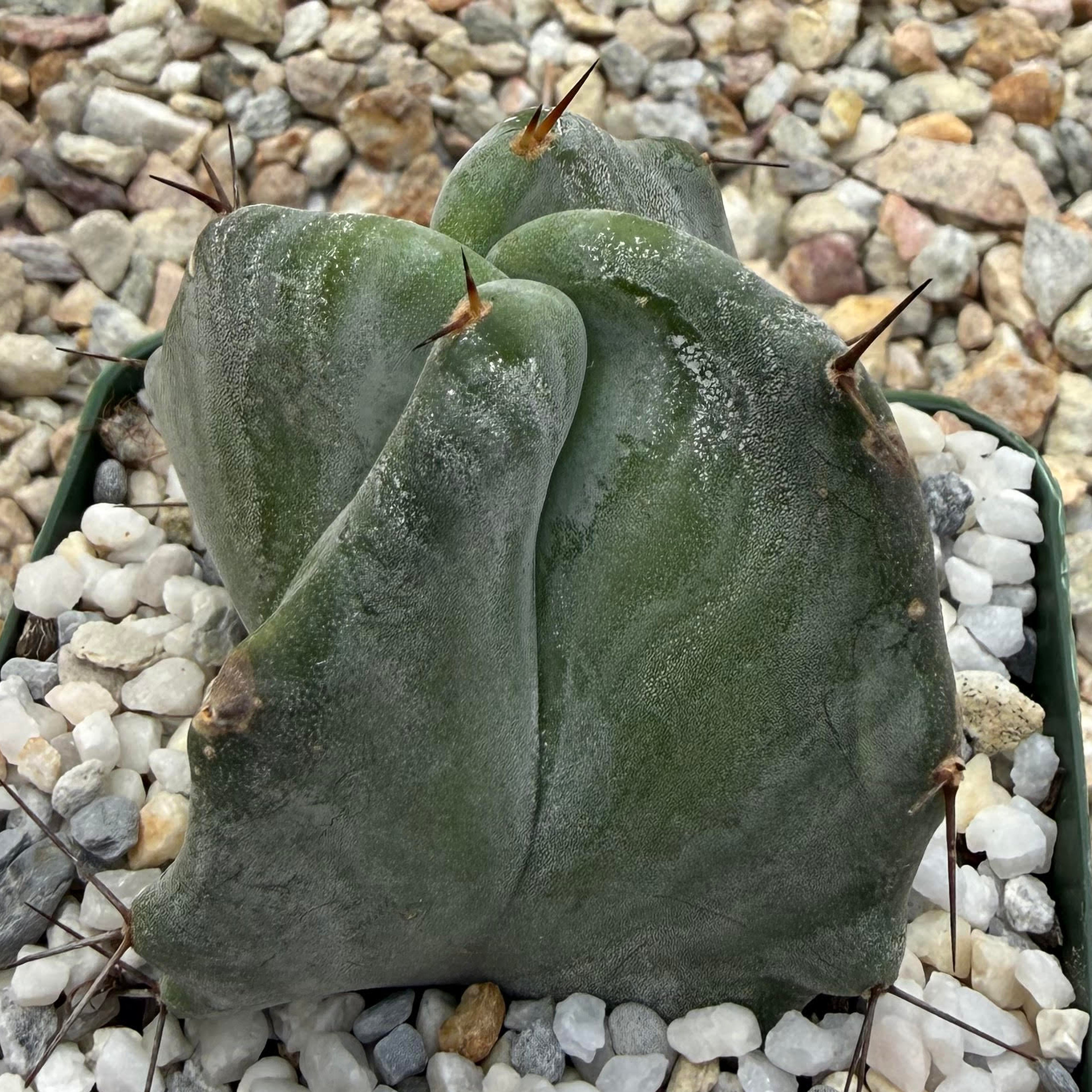 Stenocereus pruinosus - gray ghost organ pipe