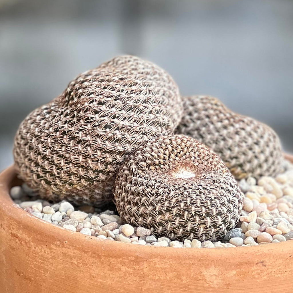 show-plant