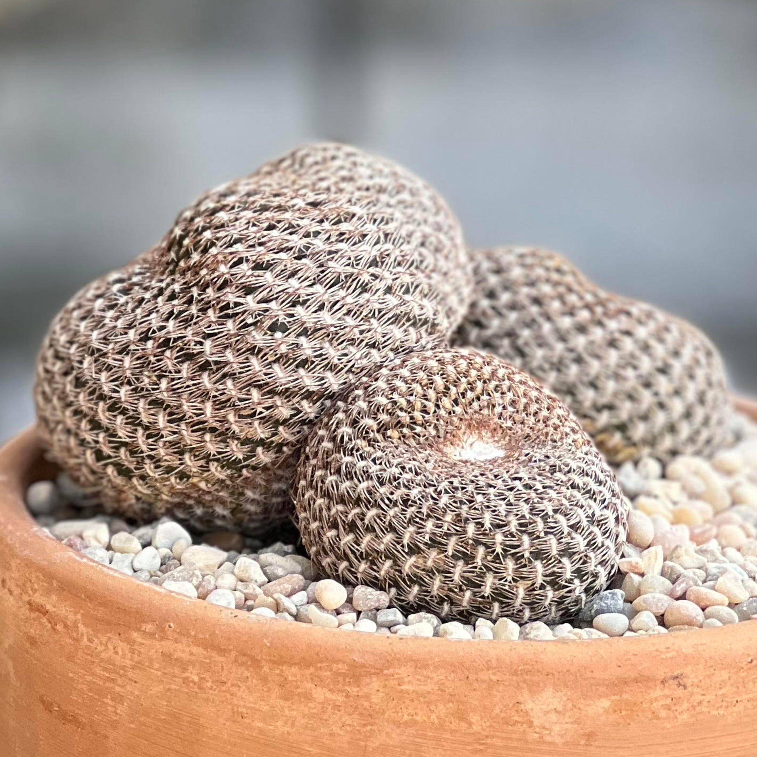 show-plant