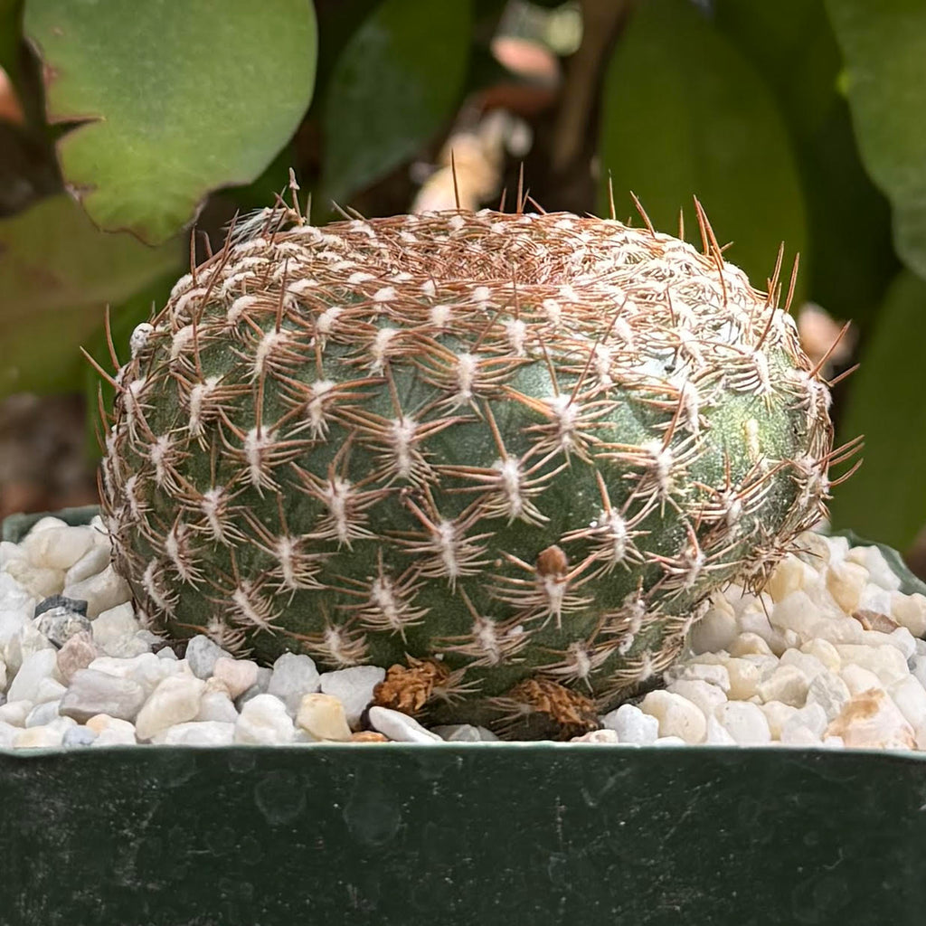 Sulcorebutia arenacea