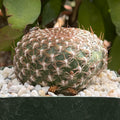 Sulcorebutia arenacea