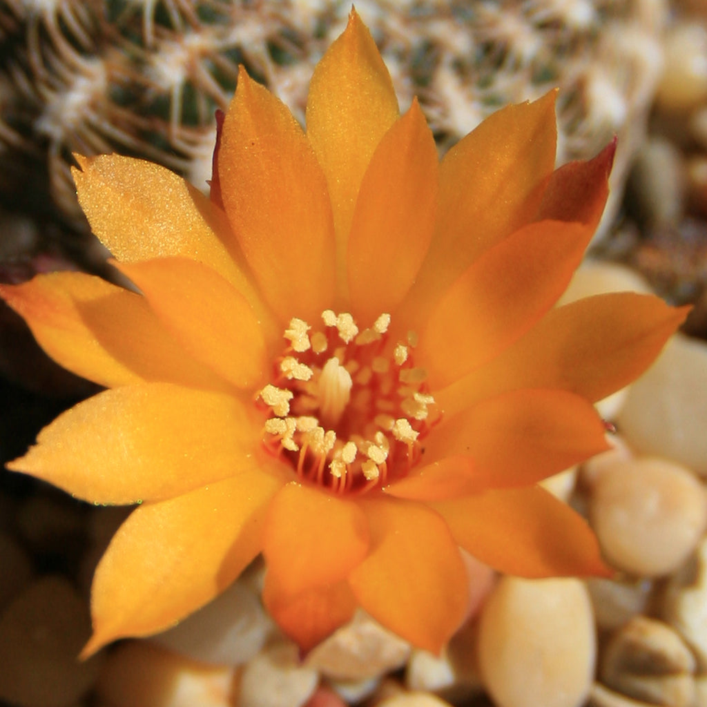 Sulcorebutia arenacea