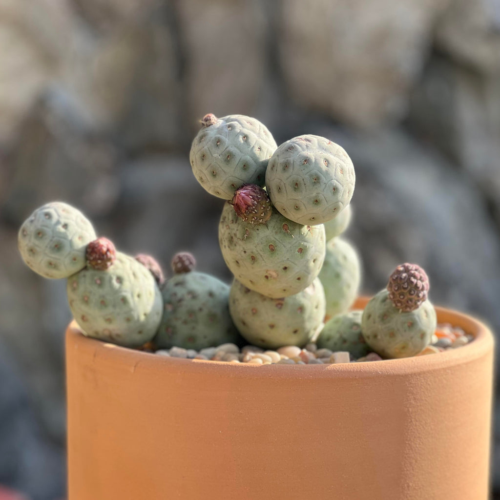 show-plant