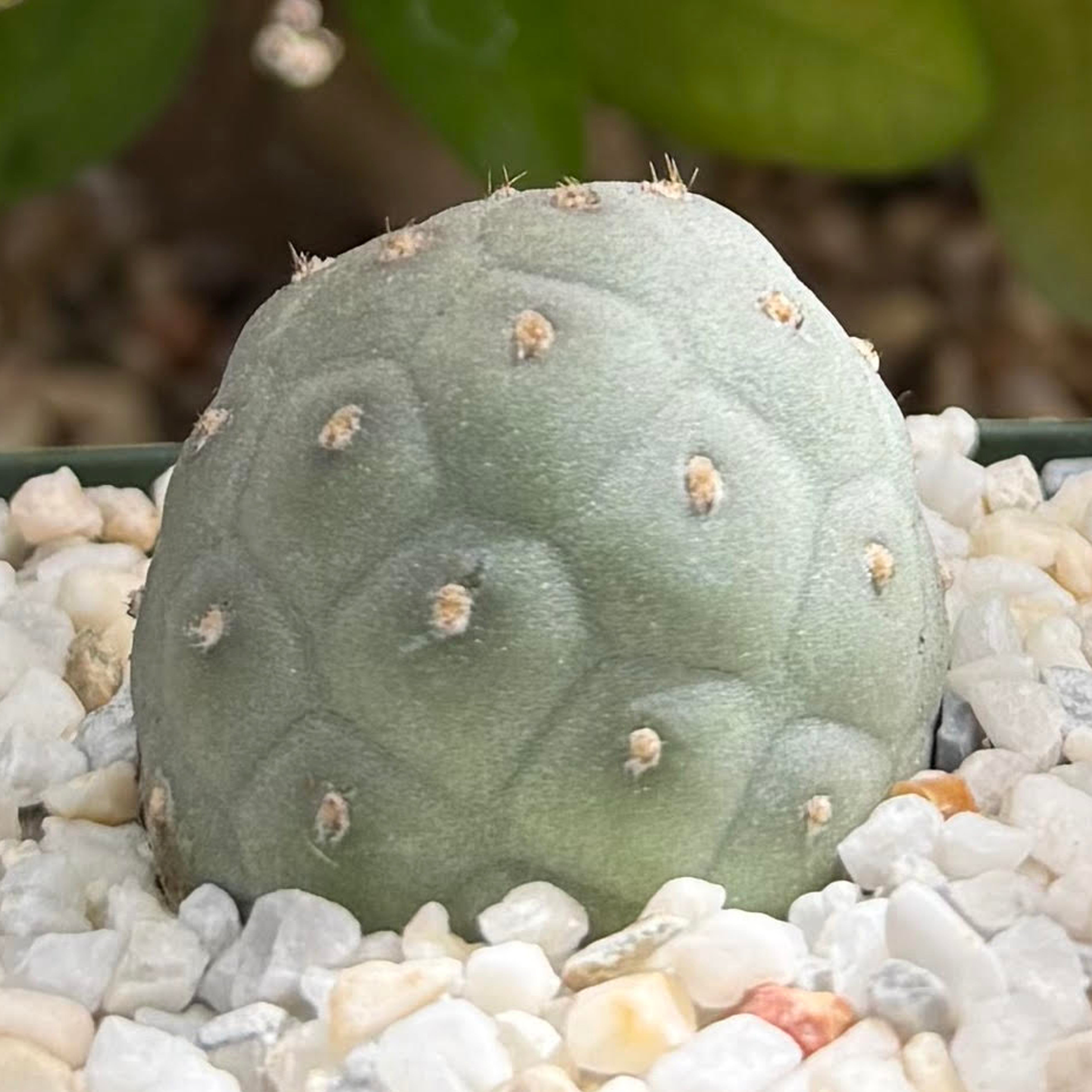 Tephrocactus geometricus