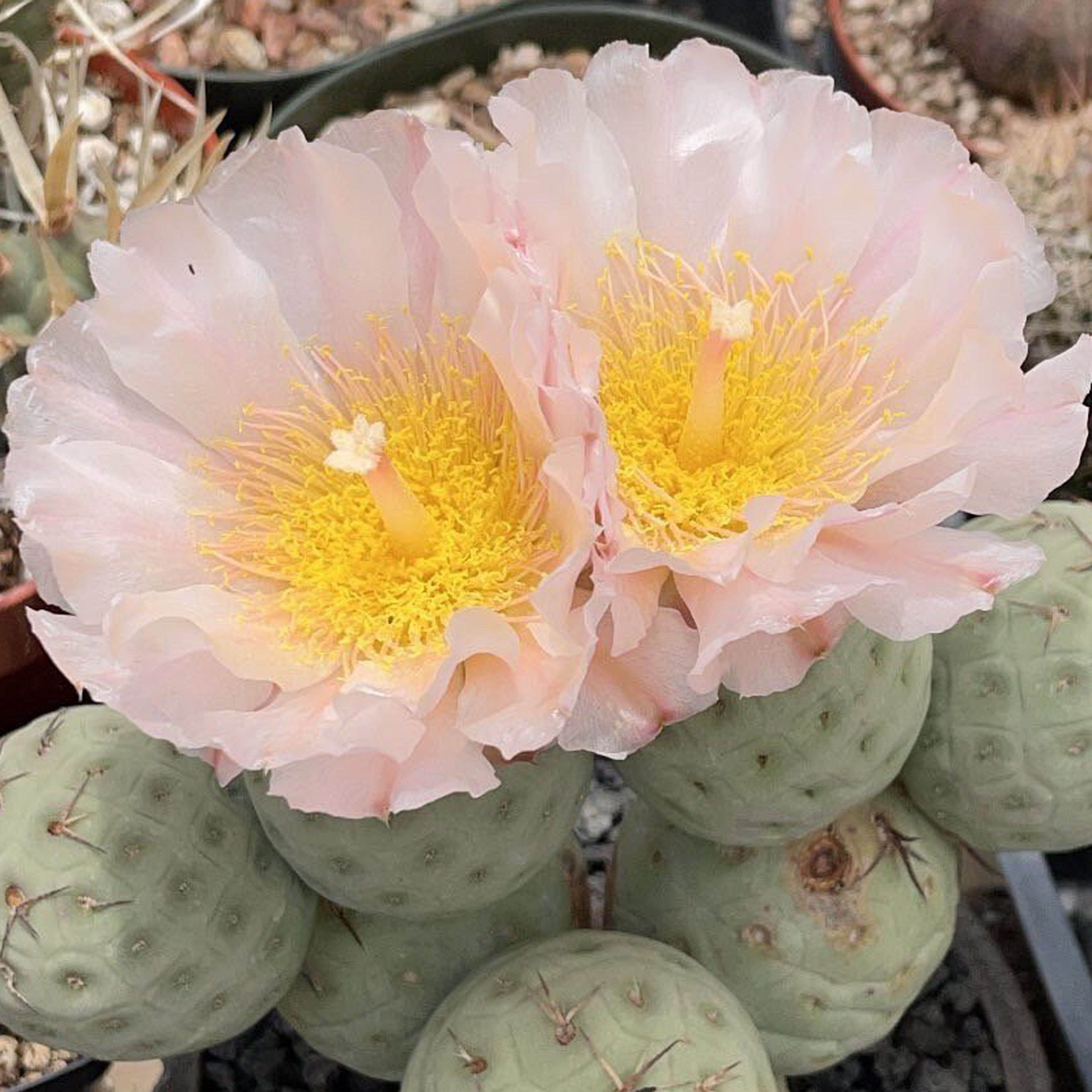 Tephrocactus geometricus