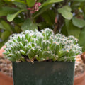 Trichodiadema densum