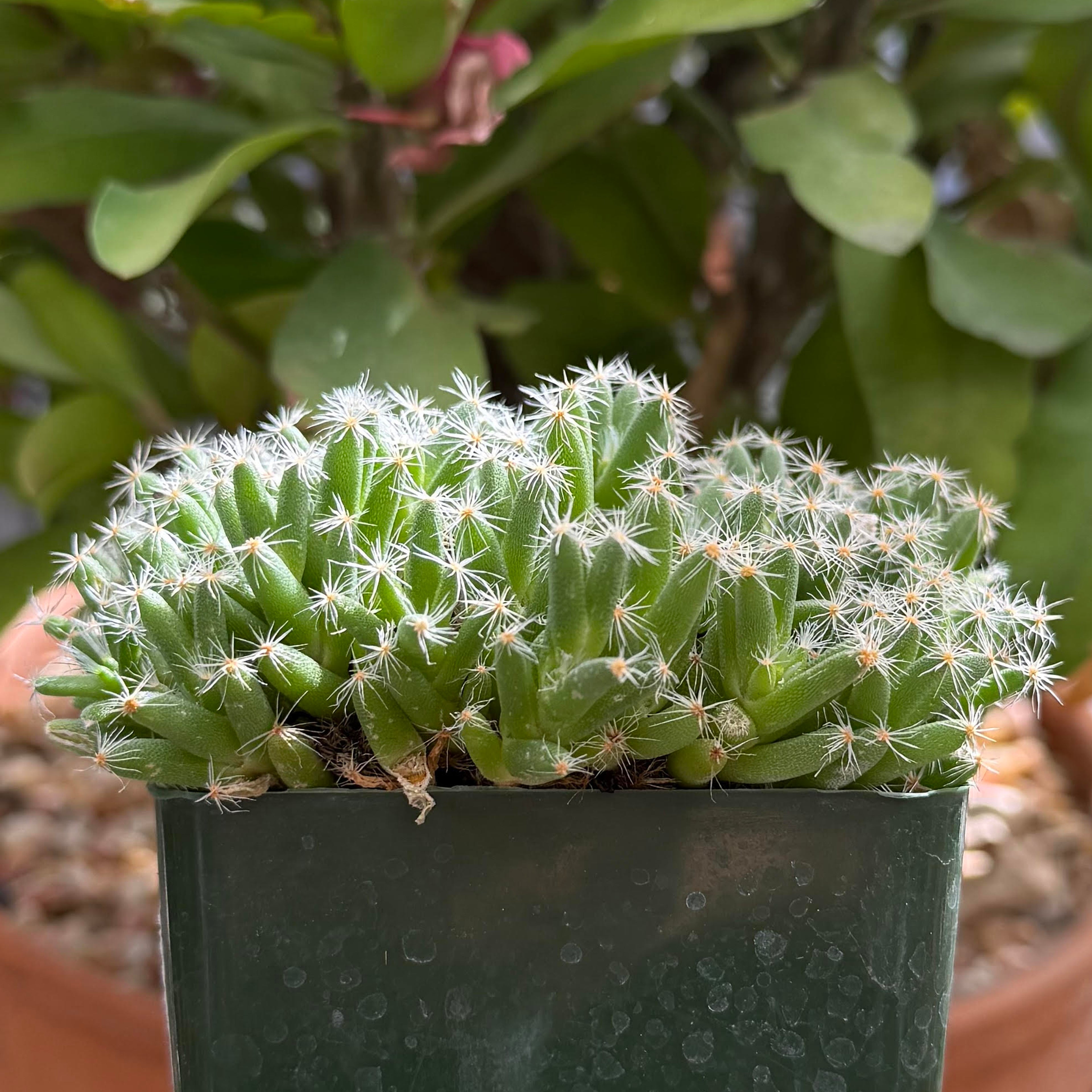 Trichodiadema densum