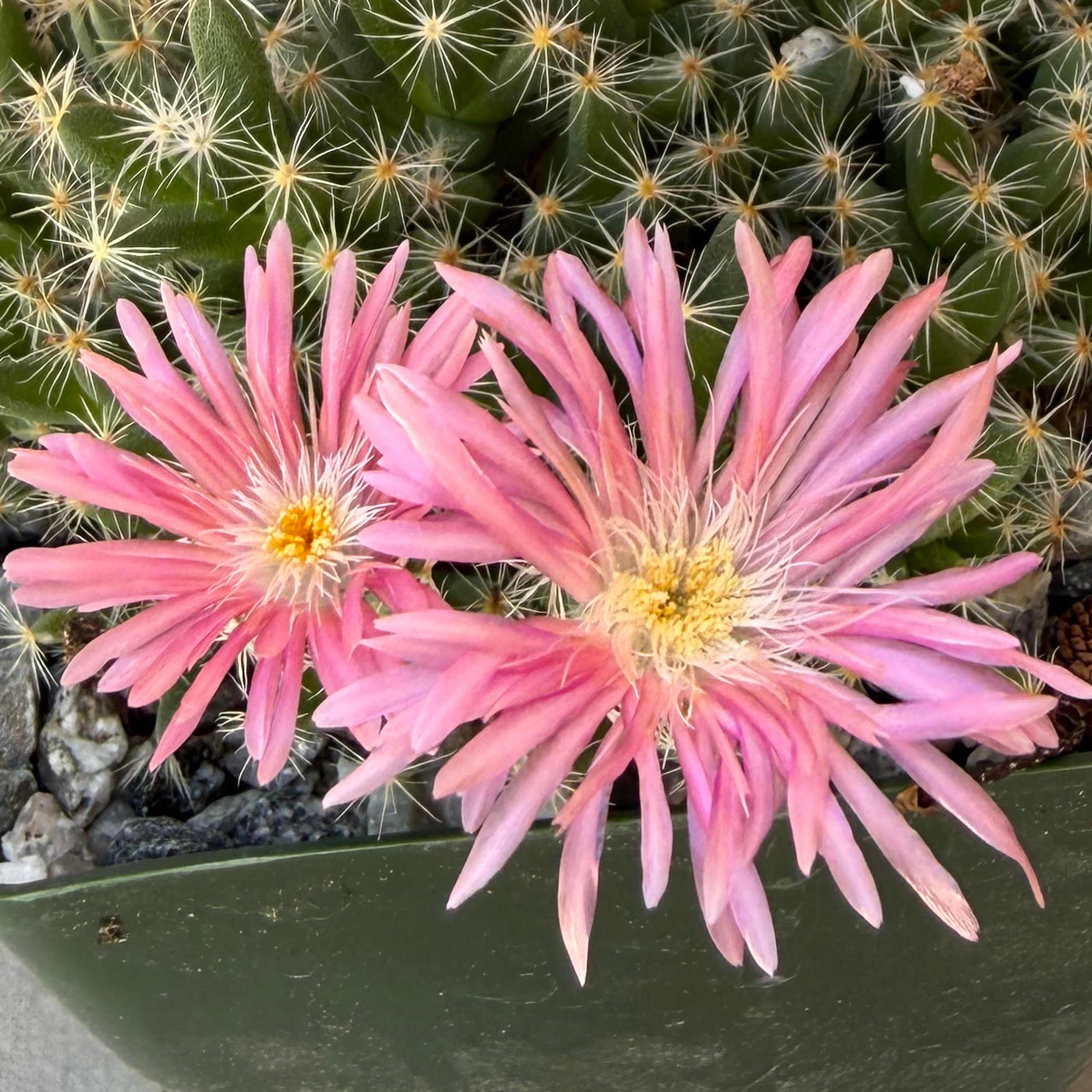 Trichodiadema densum